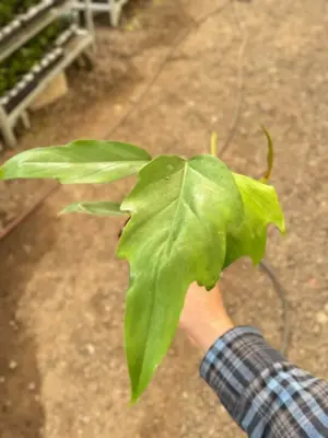 Philodendron Mayoi houseplant