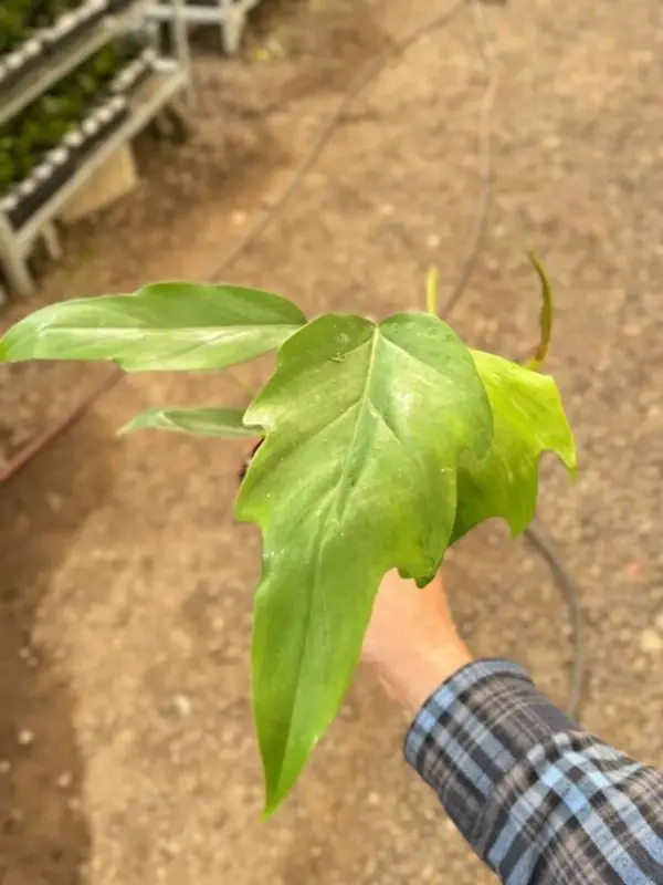 Philodendron Mayoi houseplant
