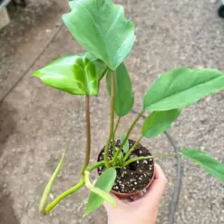 Philodendron Mayoi — additional view