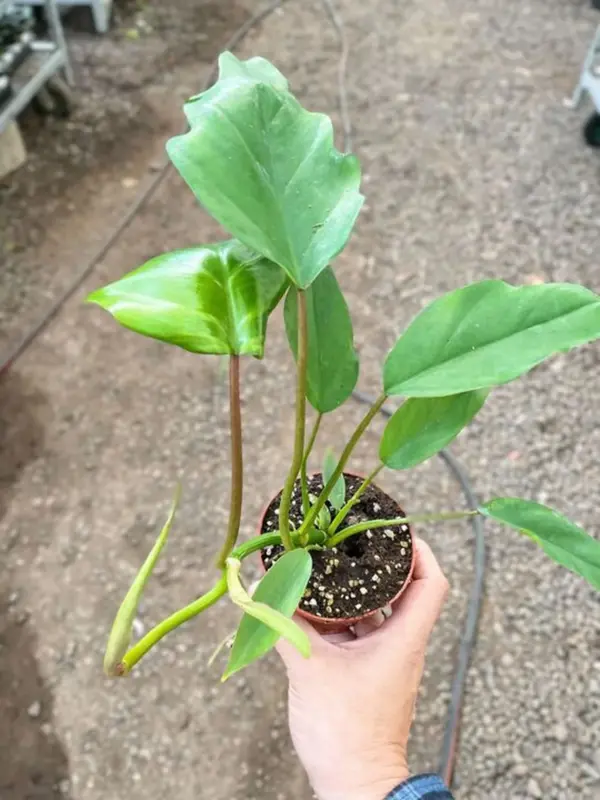 Philodendron Mayoi — additional view