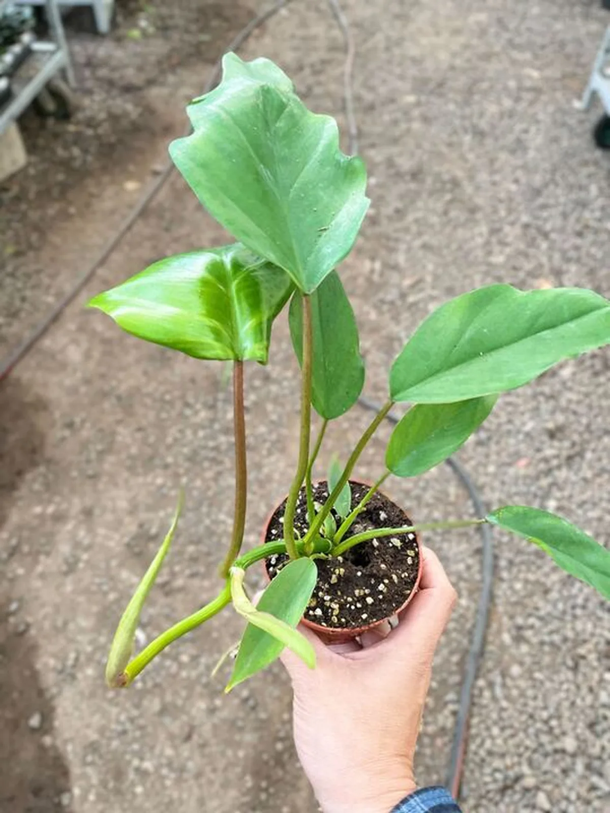Philodendron Mayoi — additional view