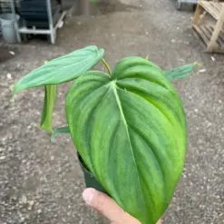 Philodendron 'Mcdowell' houseplant