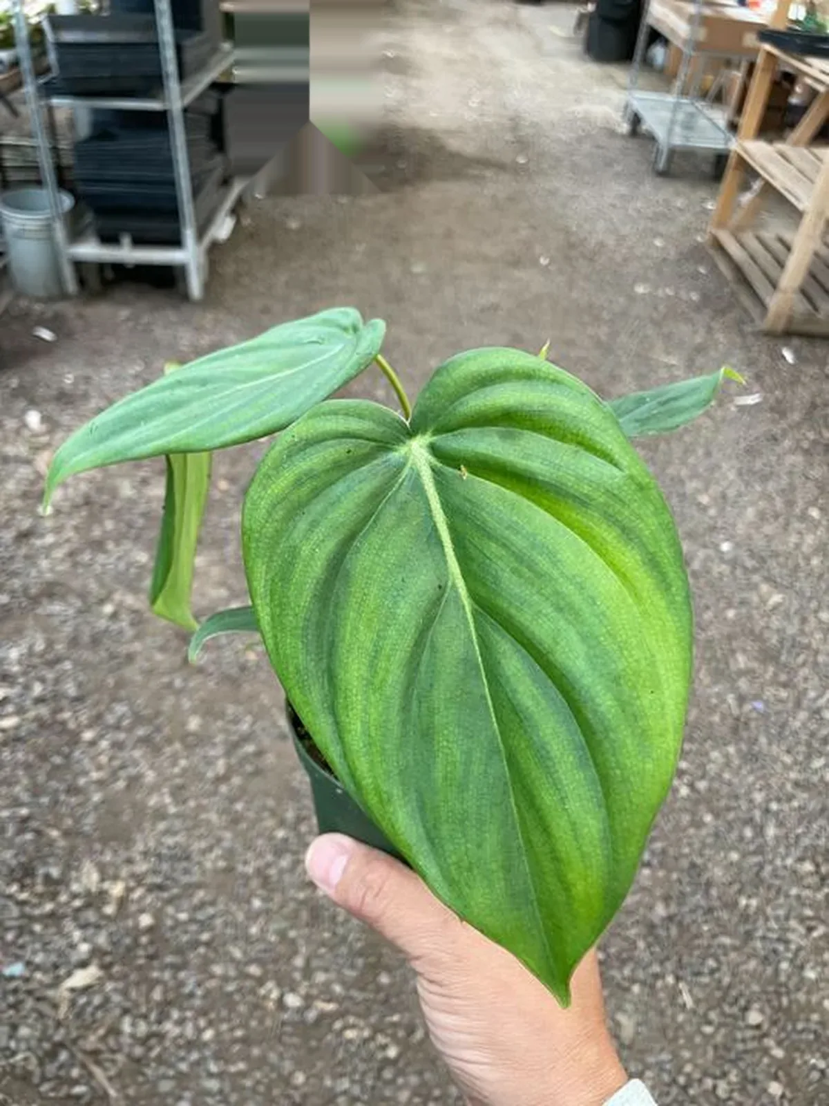 Philodendron 