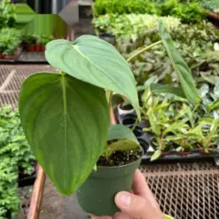 Philodendron 'Mcdowell' — additional view