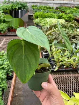 Philodendron 'Mcdowell' — additional view