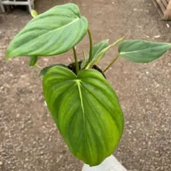 Philodendron 'Mcdowell' — additional view
