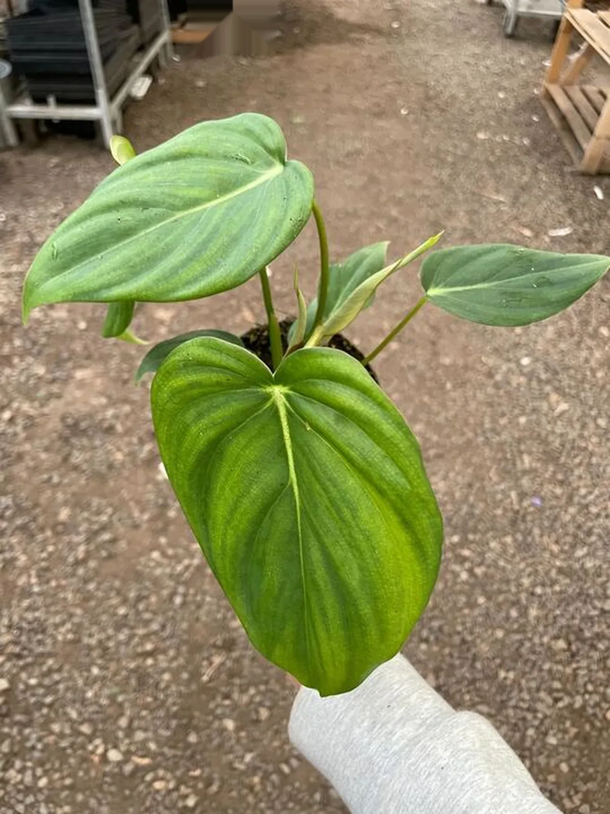 Philodendron 