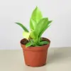 Philodendron 'Moonlight' houseplant
