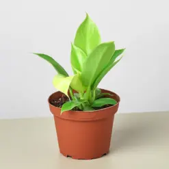 Philodendron 'Moonlight' houseplant