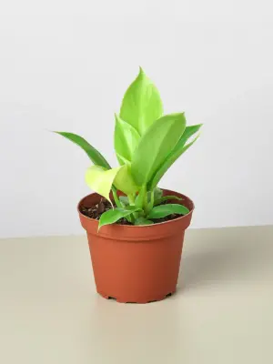 Philodendron 'Moonlight' houseplant