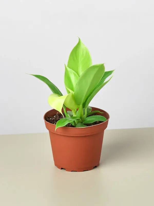 Philodendron 'Moonlight' houseplant