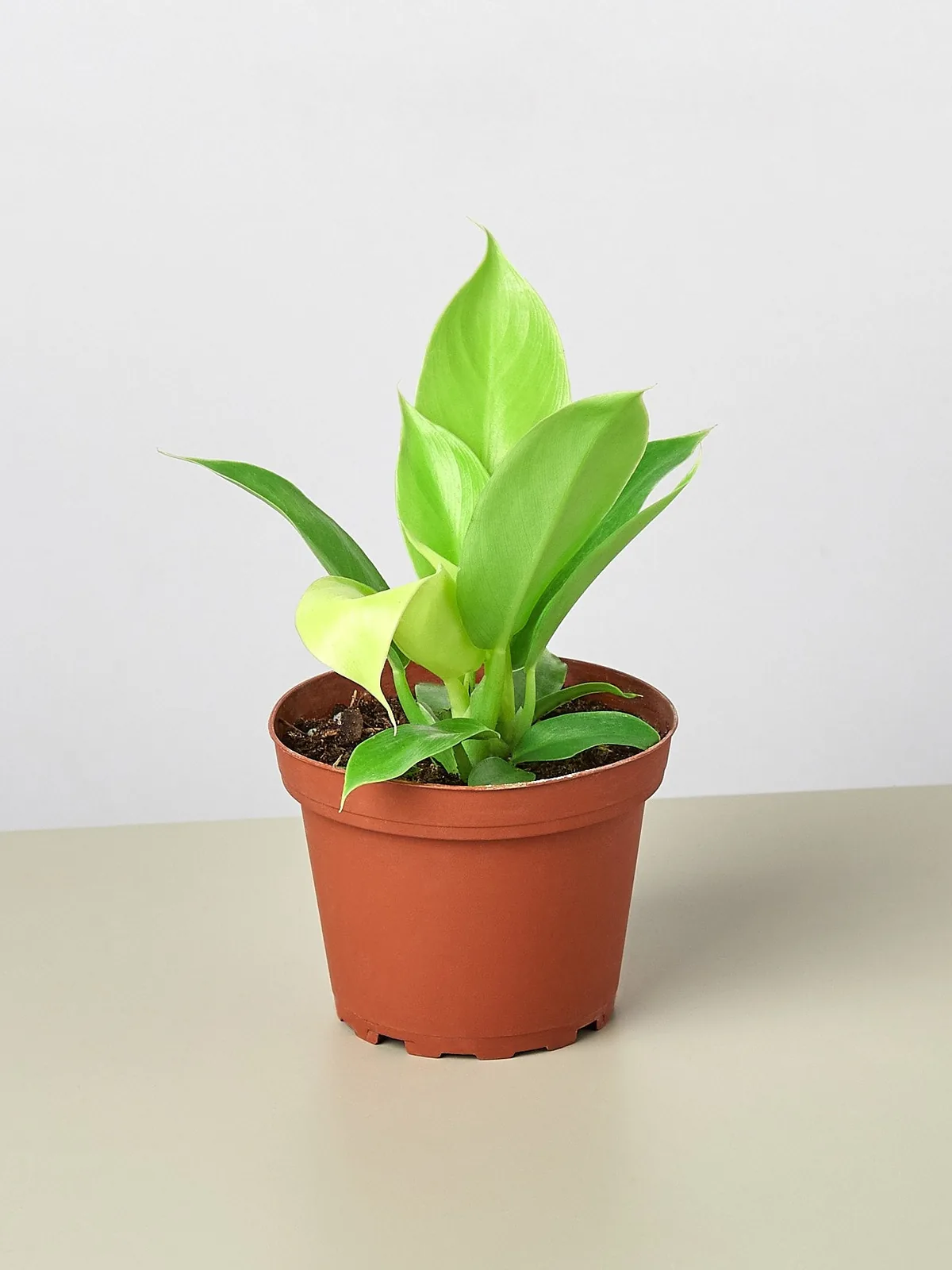 Philodendron 