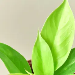 Philodendron 'Moonlight' — leaf detail close-up