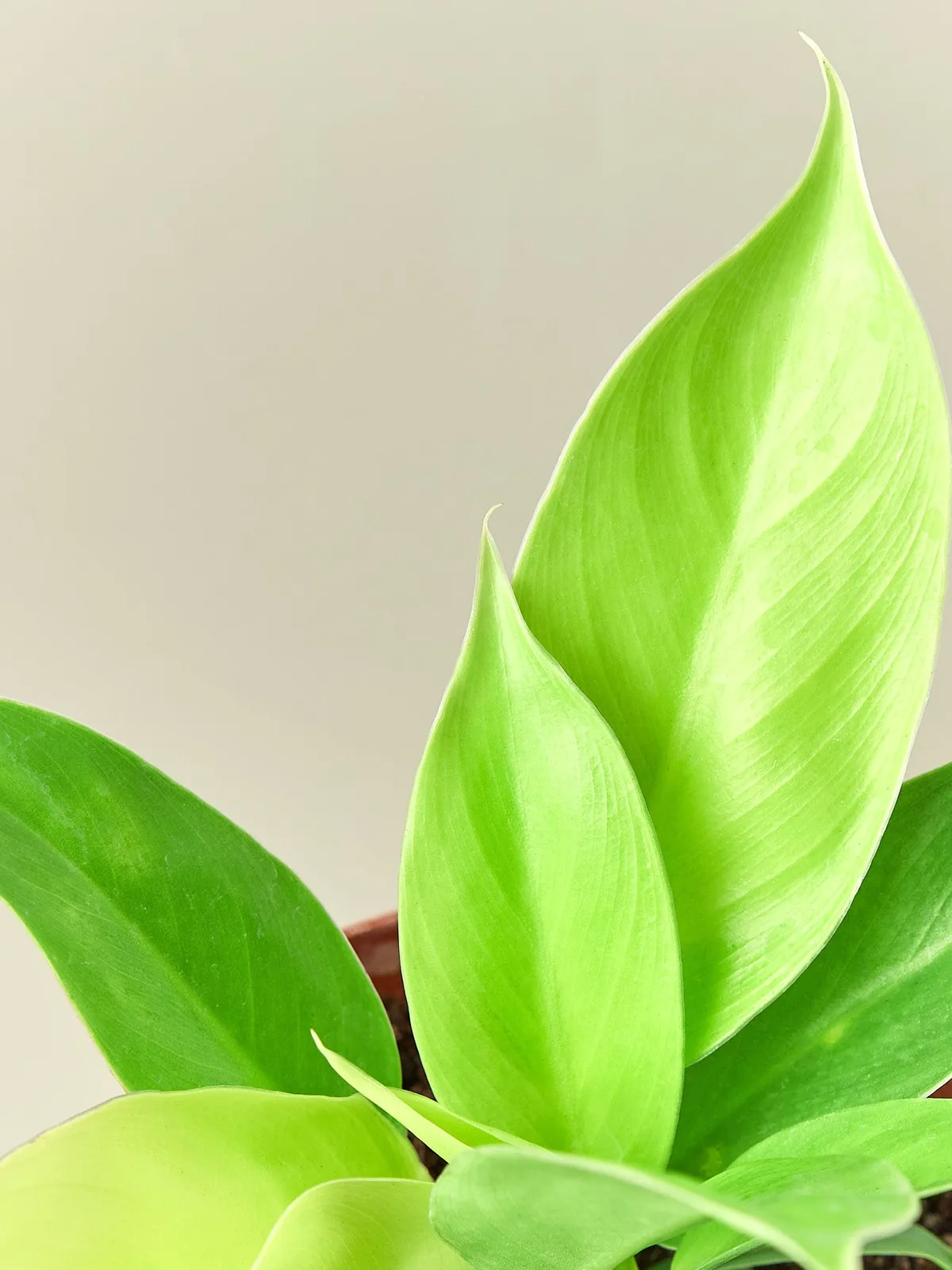 Philodendron 