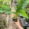 Philodendron 'Narrow Escape' houseplant