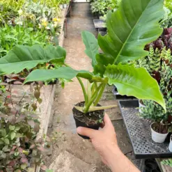 Philodendron 'Narrow Escape' houseplant