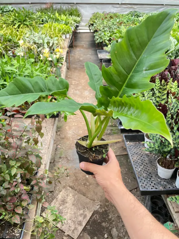 Philodendron 'Narrow Escape' houseplant