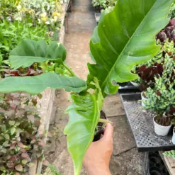 Philodendron 'Narrow Escape' — additional view