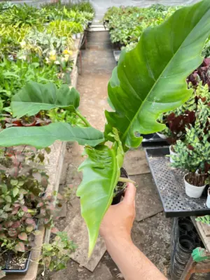Philodendron 'Narrow Escape' — additional view