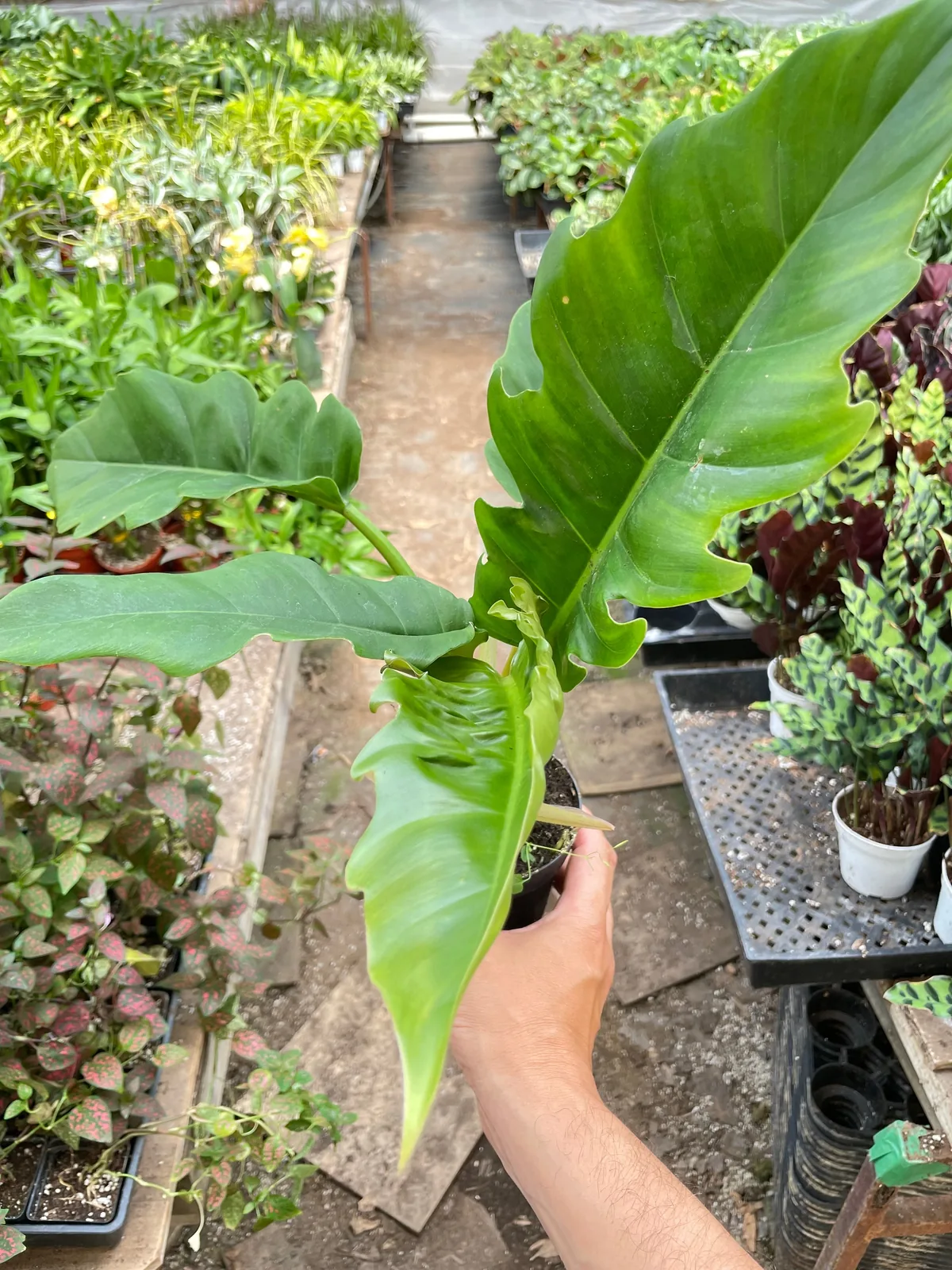 Philodendron 