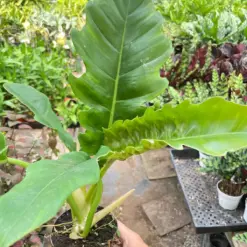 Philodendron 'Narrow Escape' — additional view