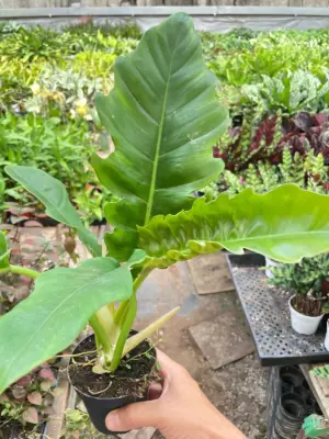 Philodendron 'Narrow Escape' — additional view