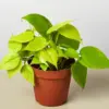 Philodendron Cordatum 'Neon' houseplant