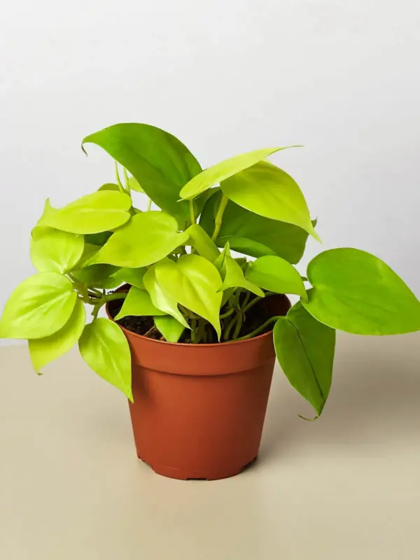 Philodendron Cordatum 'Neon' houseplant