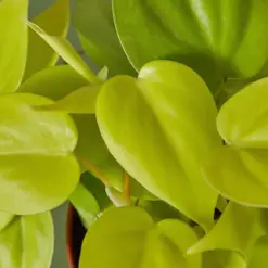 Philodendron Cordatum 'Neon' — additional view