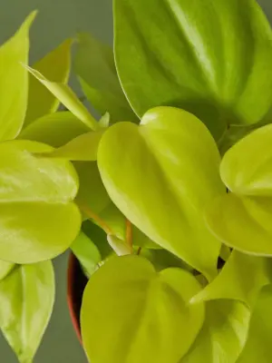 Philodendron Cordatum 'Neon' — additional view