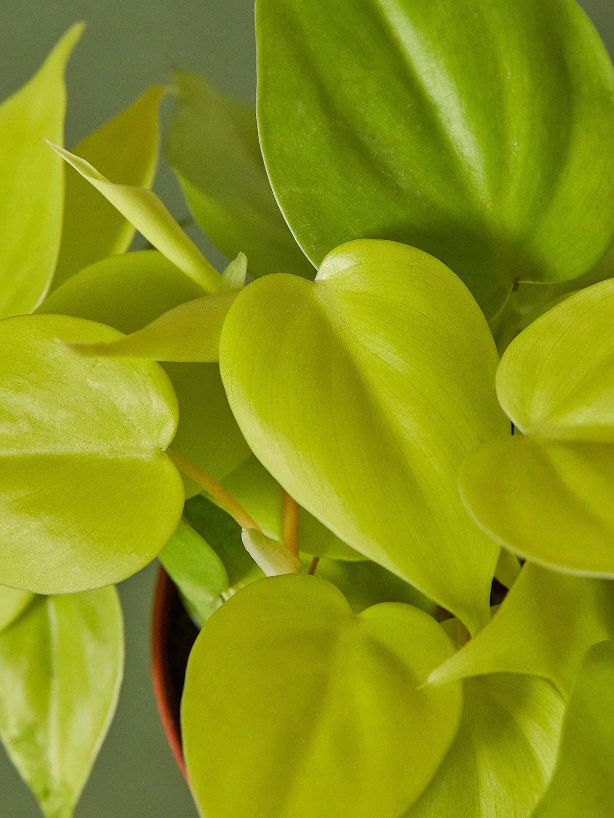 Philodendron Cordatum 