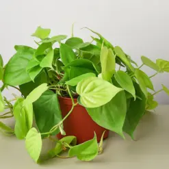 Philodendron Cordatum 'Neon' — additional view