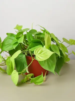 Philodendron Cordatum 'Neon' — additional view
