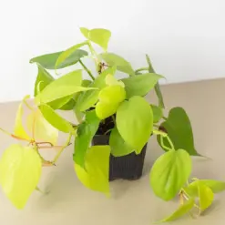 Philodendron Cordatum 'Neon' — additional view