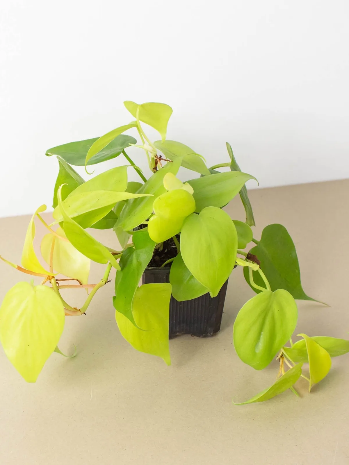 Philodendron Cordatum 