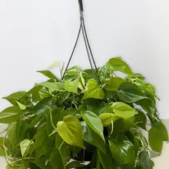 Philodendron Cordatum 'Neon' — additional view