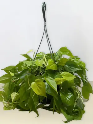 Philodendron Cordatum 'Neon' — additional view