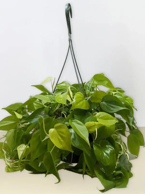 Philodendron Cordatum 'Neon' — additional view