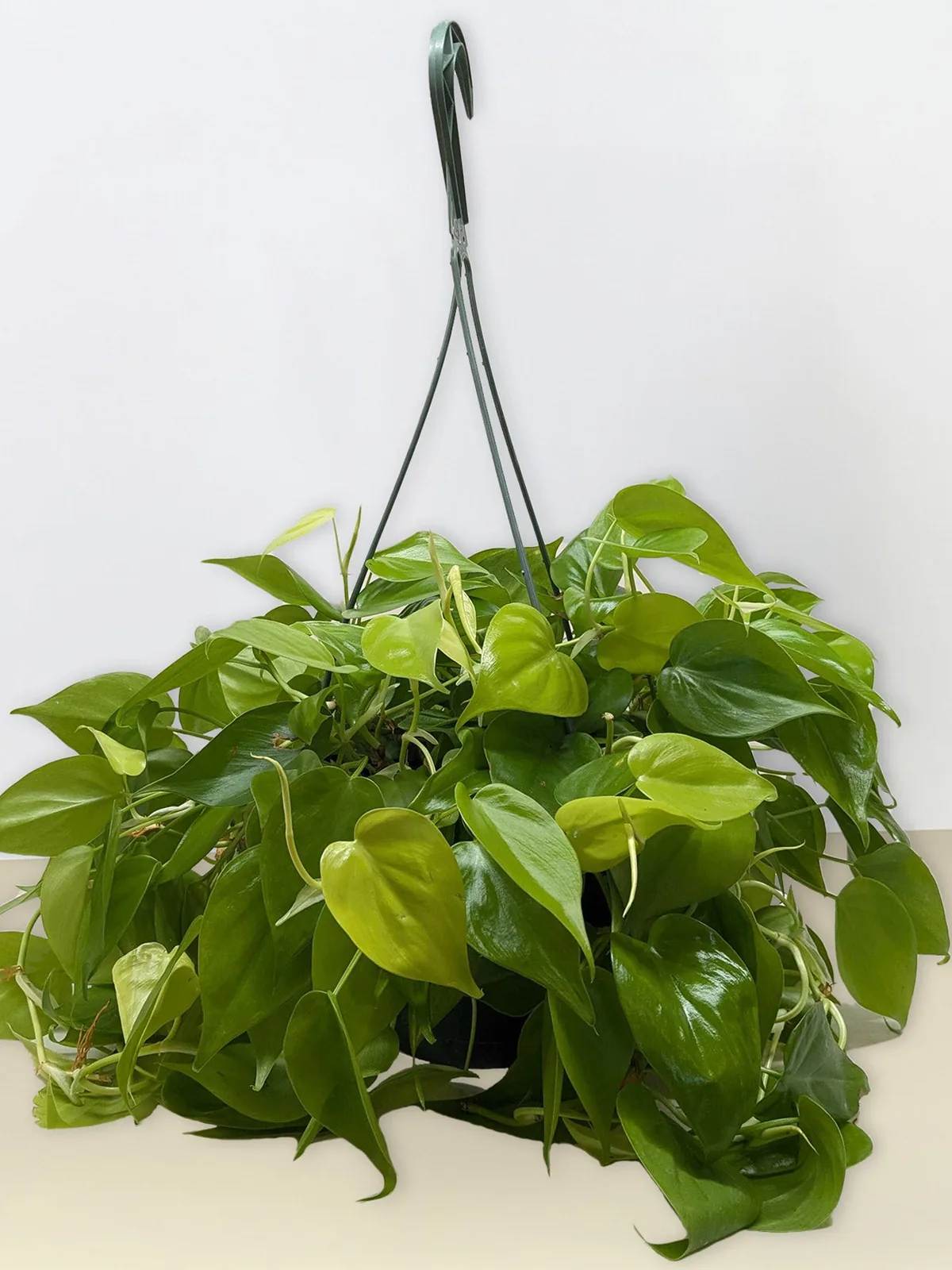 Philodendron Cordatum 