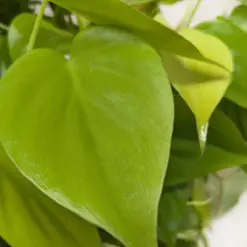 Philodendron Cordatum 'Neon' — additional view
