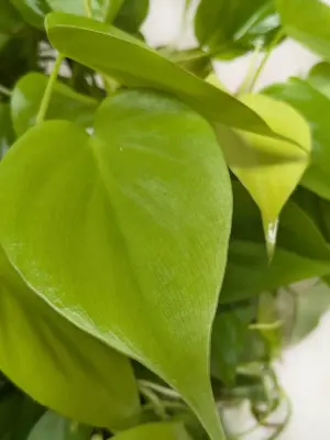 Philodendron Cordatum 'Neon' — additional view