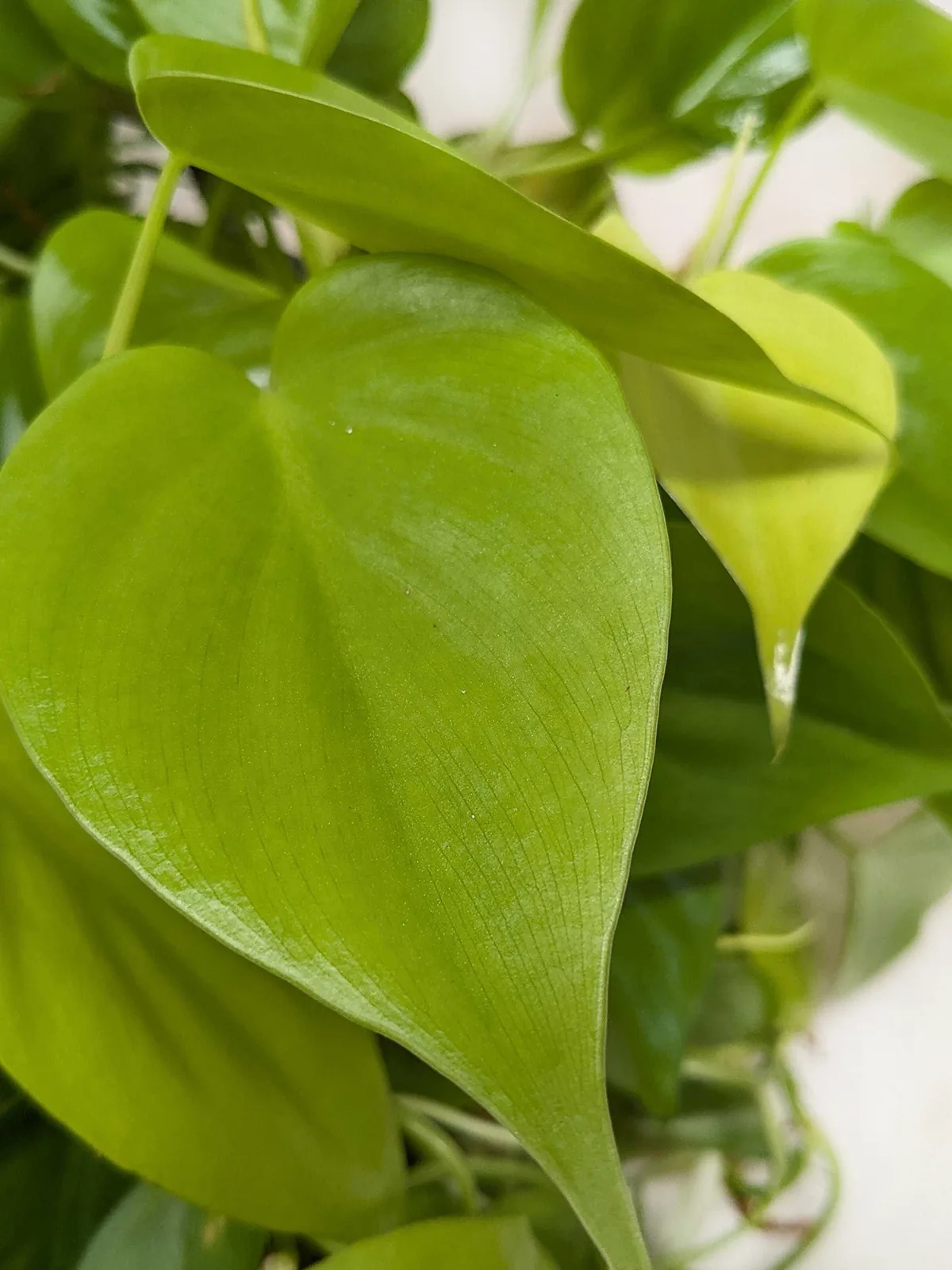 Philodendron Cordatum 