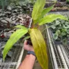 Philodendron 'Orange Marmalade' houseplant