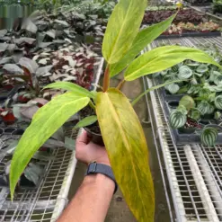 Philodendron 'Orange Marmalade' houseplant