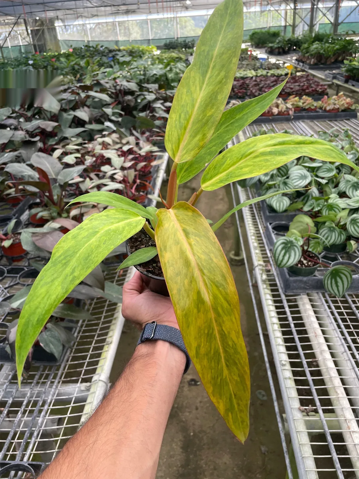 Philodendron 