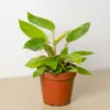 Philodendron 'Painted Lady' houseplant