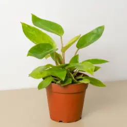Philodendron 'Painted Lady' houseplant