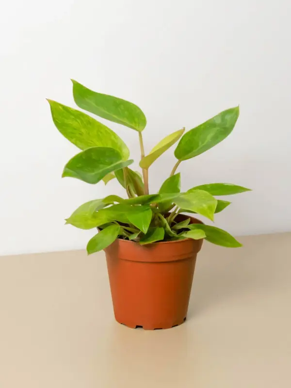 Philodendron 'Painted Lady' houseplant