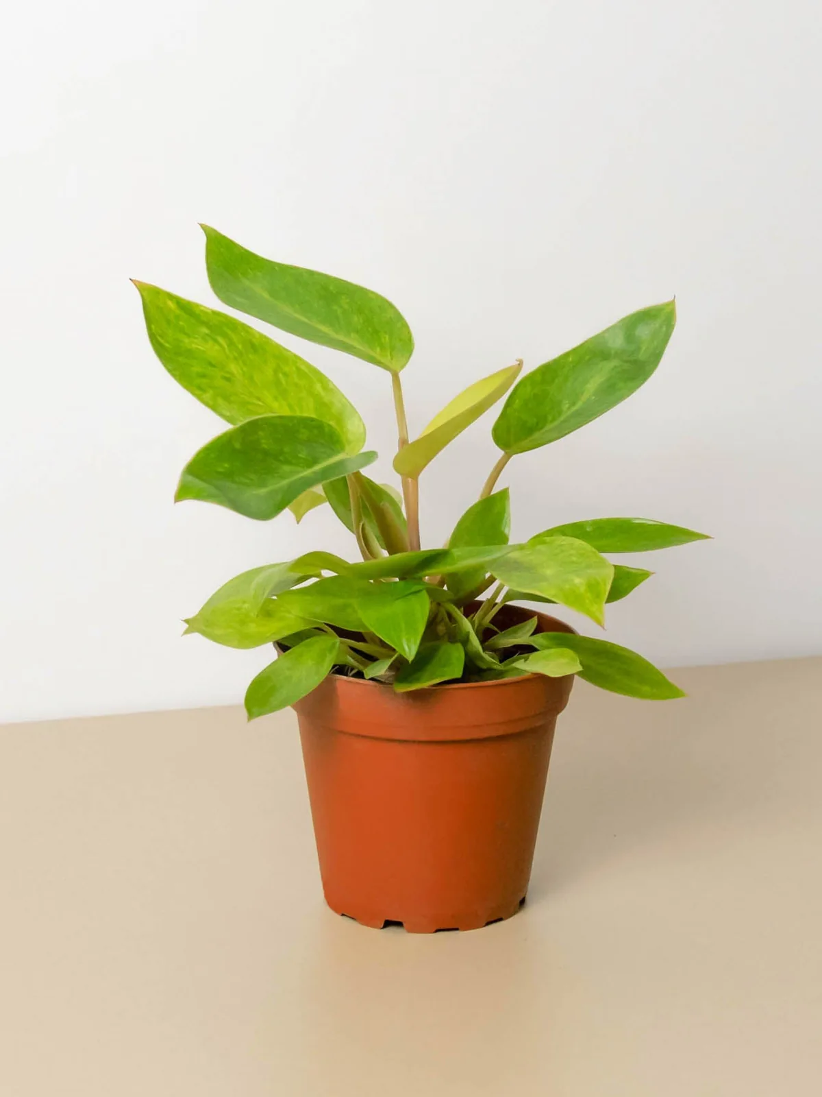 Philodendron 