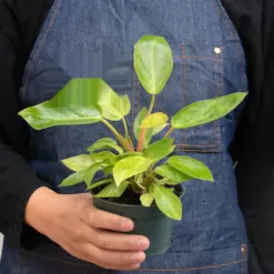 Philodendron 'Painted Lady' — additional view